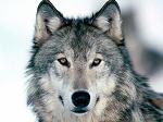 Wolf_King_CW