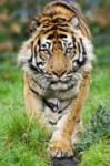 Tiger_1982