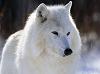 White_wolf_