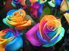 Rainbow_Roses