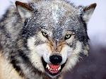 Alpha_Wolf_Man