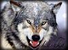 hybrid_wolf