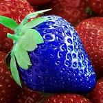 strawberry_blue