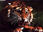 little_tiger